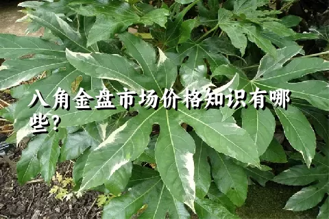 八角金盘市场价格知识有哪些？