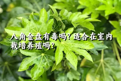 八角金盘有毒吗？适合在室内栽培养殖吗？