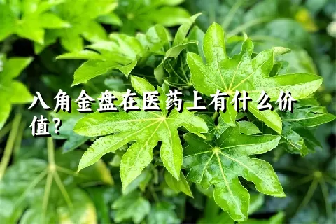 八角金盘在医药上有什么价值？