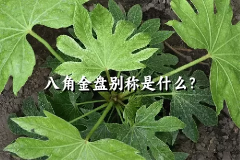 八角金盘别称是什么？