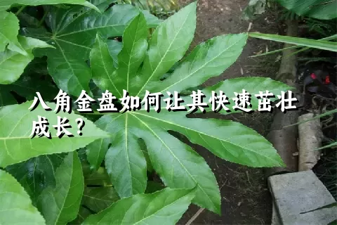 八角金盘如何让其快速茁壮成长？