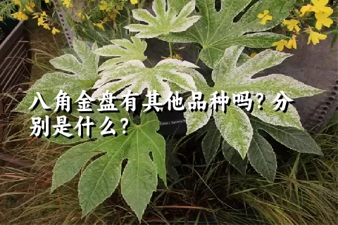 八角金盘有其他品种吗？分别是什么？