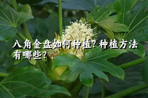 八角金盘如何种植？种植方法有哪些？