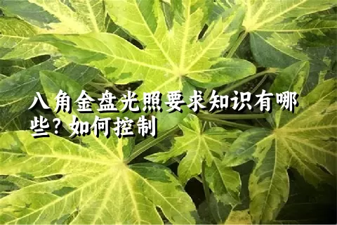 八角金盘光照要求知识有哪些？如何控制