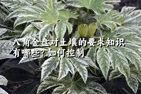 八角金盘对土壤的要求知识有哪些？如何控制