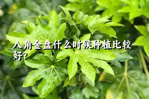 八角金盘什么时候种植比较好？