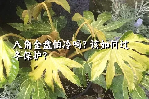 八角金盘怕冷吗？该如何过冬保护？