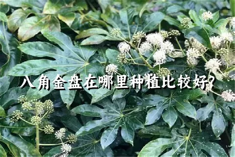 八角金盘在哪里种植比较好？