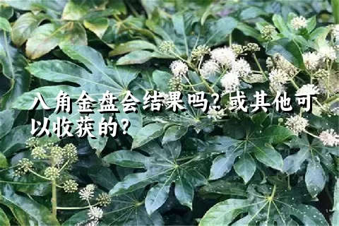 八角金盘会结果吗？或其他可以收获的？