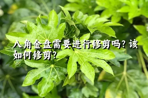 八角金盘需要进行修剪吗？该如何修剪？