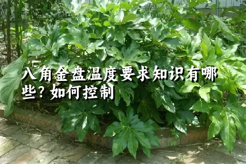 八角金盘温度要求知识有哪些？如何控制