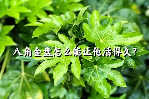 八角金盘怎么能让他活得久？