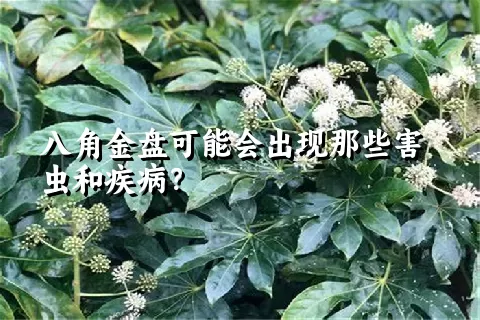 八角金盘可能会出现那些害虫和疾病？