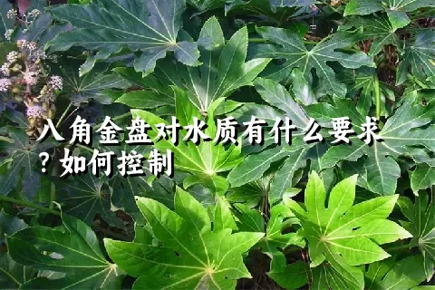 八角金盘对水质有什么要求？如何控制