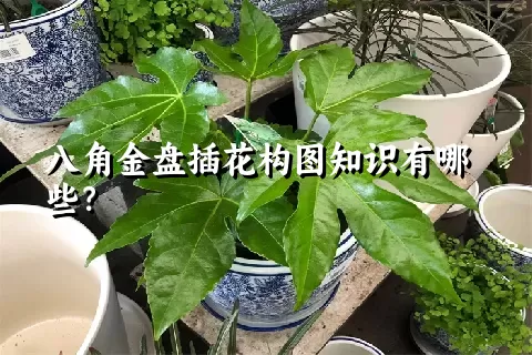 八角金盘插花构图知识有哪些？