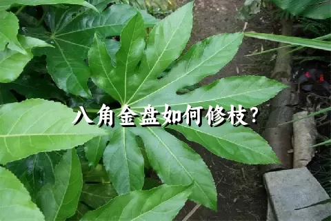 八角金盘如何修枝？