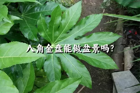 八角金盘能做盆景吗？