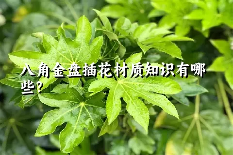 八角金盘插花材质知识有哪些？