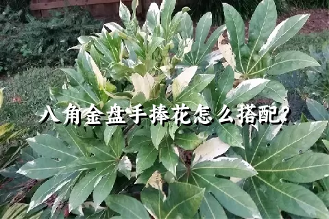 八角金盘手捧花怎么搭配？