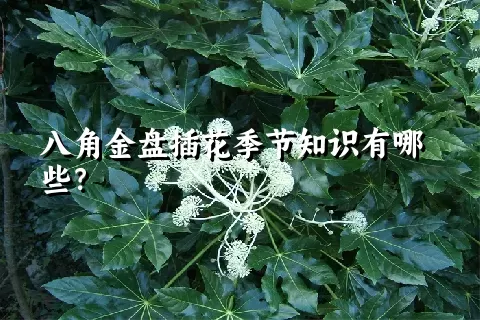 八角金盘插花季节知识有哪些？