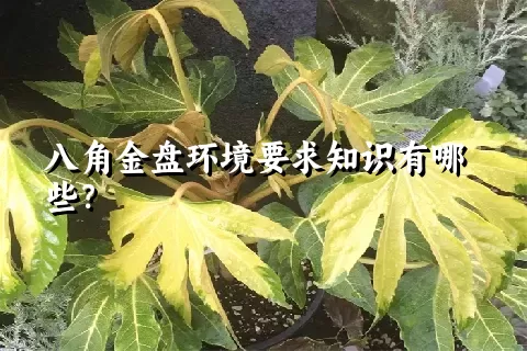 八角金盘环境要求知识有哪些？