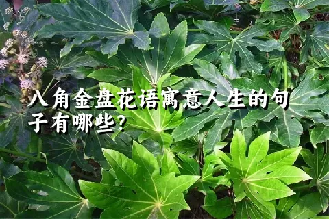 八角金盘花语寓意人生的句子有哪些？