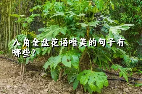 八角金盘花语唯美的句子有哪些？