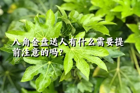 八角金盘送人有什么需要提前注意的吗？