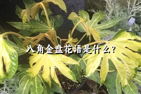 八角金盘花语是什么？