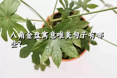 八角金盘寓意唯美句子有哪些？