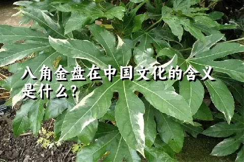 八角金盘在中国文化的含义是什么？