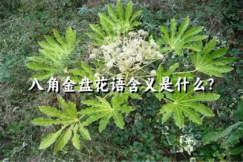 八角金盘花语含义是什么？