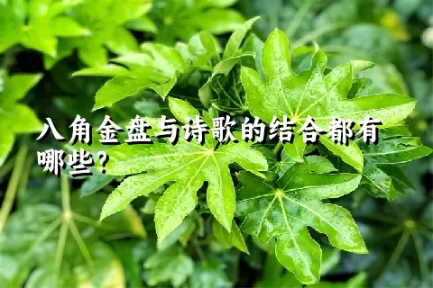 八角金盘与诗歌的结合都有哪些？