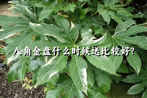 八角金盘什么时候送比较好？