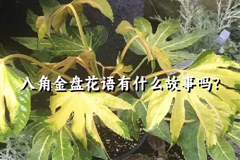 八角金盘花语有什么故事吗？