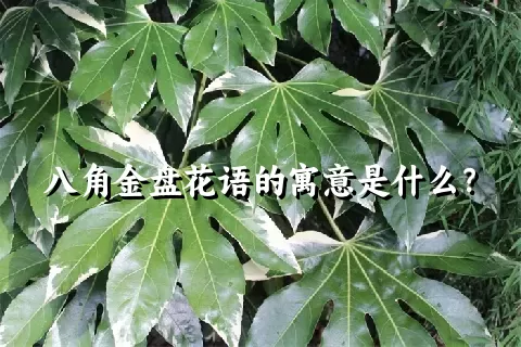 八角金盘花语的寓意是什么？