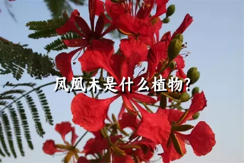 凤凰木是什么植物?