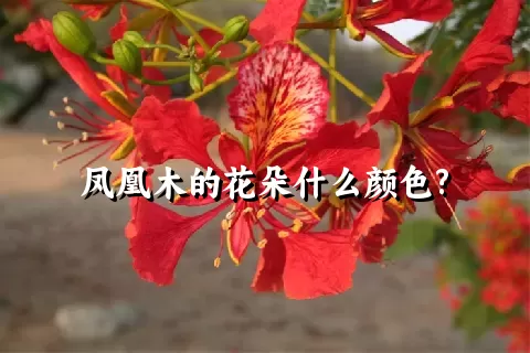 凤凰木的花朵什么颜色?