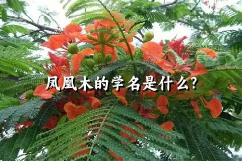 凤凰木的学名是什么?