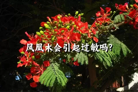 凤凰木会引起过敏吗?