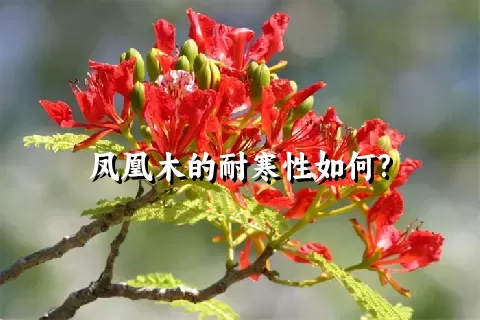 凤凰木的耐寒性如何?