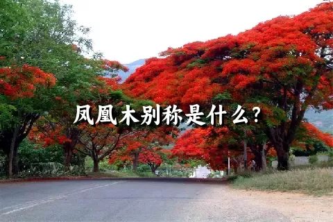 凤凰木别称是什么？