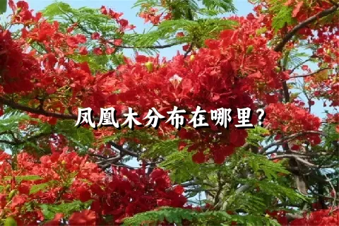 凤凰木分布在哪里?