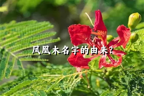 凤凰木名字的由来？