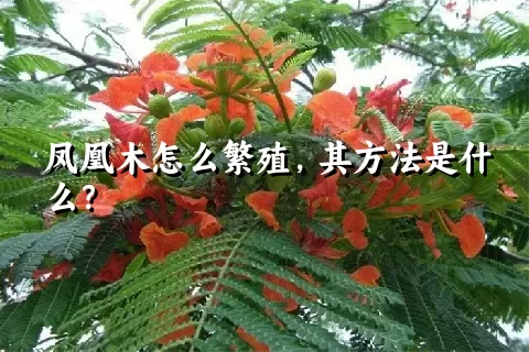 凤凰木怎么繁殖，其方法是什么？