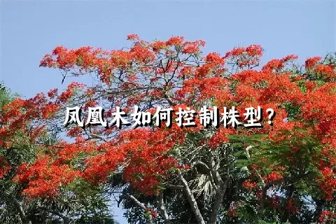 凤凰木如何控制株型？