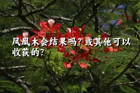 凤凰木会结果吗？或其他可以收获的？