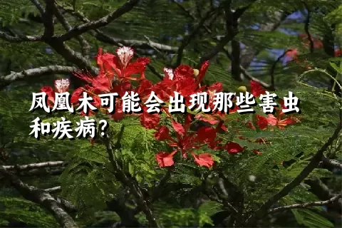 凤凰木可能会出现那些害虫和疾病？