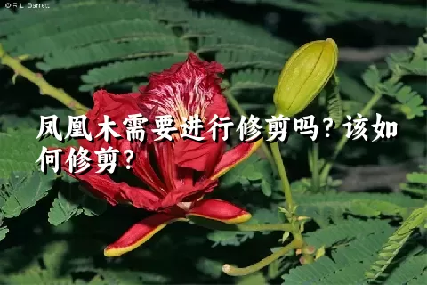 凤凰木需要进行修剪吗？该如何修剪？