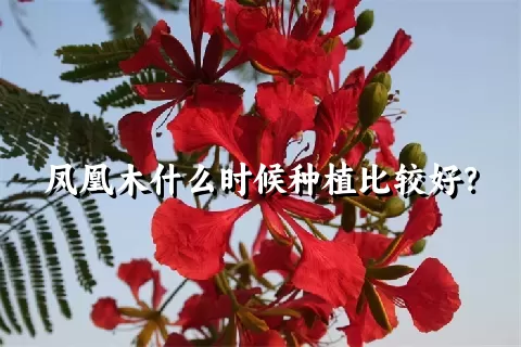 凤凰木什么时候种植比较好？